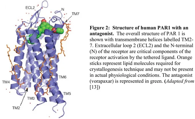 Figure 2:  Structure of human PAR1 with an  antagonist.  The overall structure of PAR 1 is  shown with transmembrane helices labelled  TM2-7