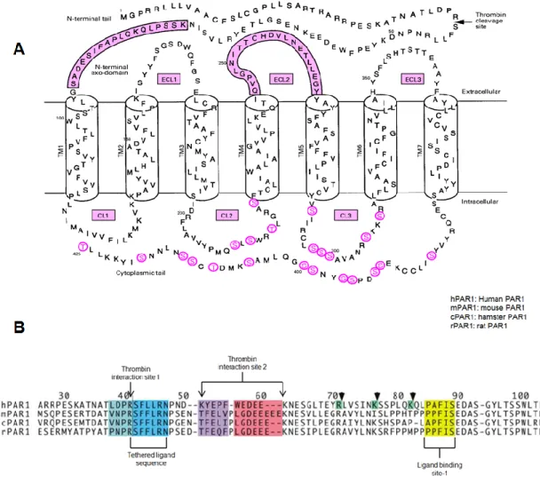 Figure 3: A: PAR1 sequence. The amino acid sequence includes the thrombin cleavage site,  the extracellular domain, extracellular loops (ECL) and cytoplasmic loops (CL)