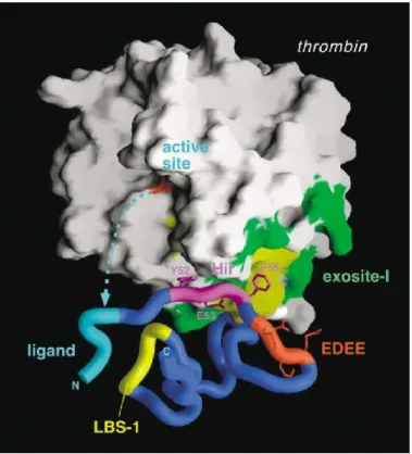 Figure 4: Thrombin binding to PAR1 exodomain. The globular protein thrombin binds to  the exodomain of the PAR1through polar and hydrophobic interactions