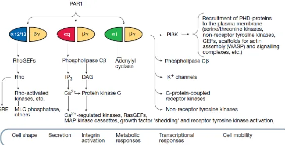 Figure 5: PAR1 signalling cascade activation. The figure shows the downstream signalling  cascades activated by the thrombin receptor in mammalian cells