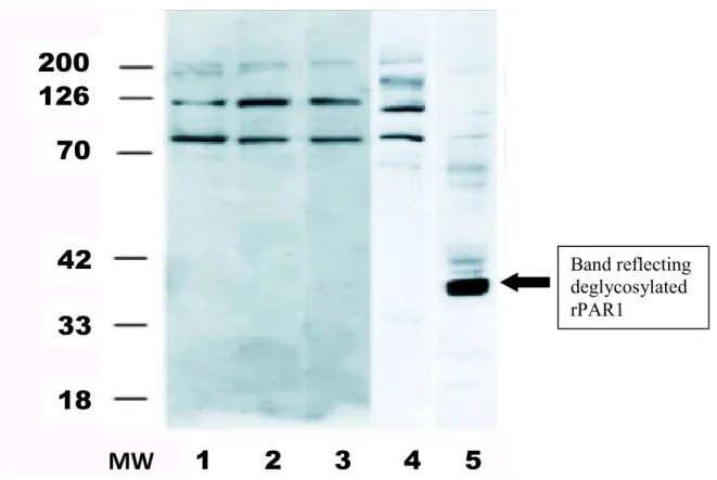 Figure 6: Western blot analysis of rPAR1 infected Sf9 cells.  MW: molecular weight  markers (kDa)