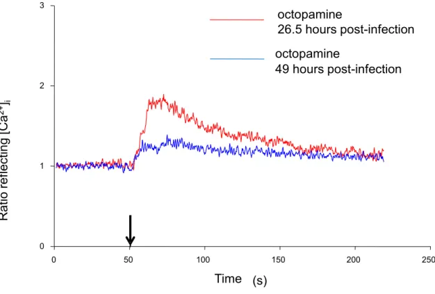 Figure 10: Effect of infection time on intracellular Ca 2+  concentration change in response  to octopamine in baculovirus-Sf9 cells
