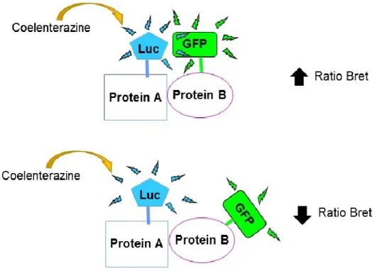 Figure 13. Principe de Bioluminescence Resonnance Energy Transfer (BRET).  Ils existent deux protéines d’intérêt, la « protéine A» soit la luciférase de la Renilla  (Rluc) et  la  «protéine  B»  soit  une  protéine  fluorescente  verte (GFP)