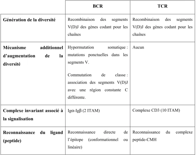 Tableau 1.I Différences et similarités entre les récepteurs antigéniques des cellules B et T  (BCR et TCR) 
