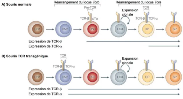 Figure 1.3 Expression précoce d’un TCR transgénique par rapport à un TCR normal chez la  souris