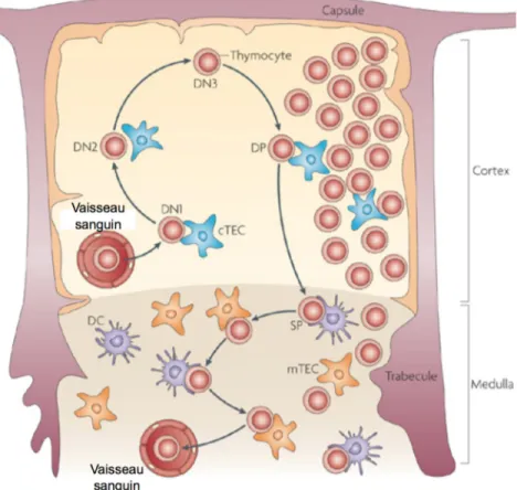 Figure 1.4. Interactions entre les thymocytes et les cellules stromales du thymus lors de leur  développement en lymphocytes T