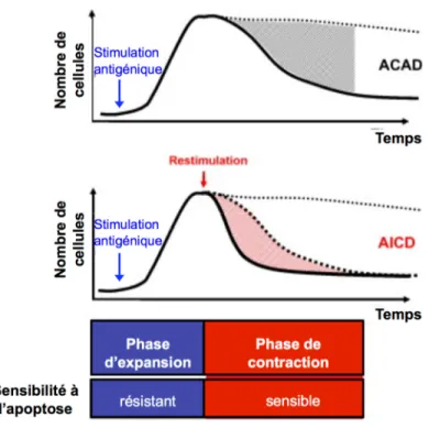 Figure 1.6. Déroulement de la réponse immune d’un lymphocyte T. 