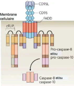 Figure 1.7. Mort cellulaire induite par activation dépendante de CD95 (Fas). 