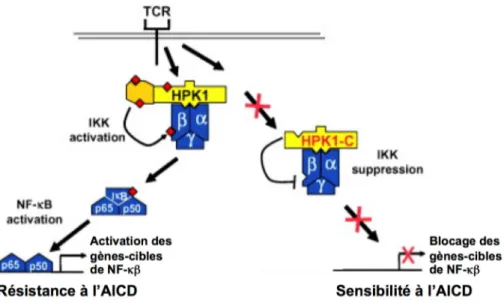 Figure 1.8. Mort cellulaire induite par activation dépendante de HPK1. 