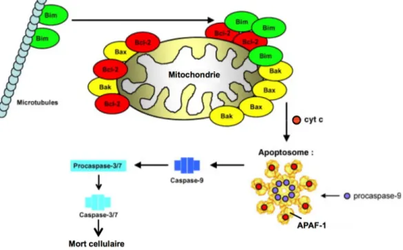 Figure 1.9. Mort autonome de cellule activée. 