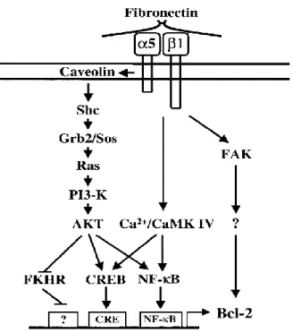 Figure  3:  Signalling  pathways  stimulated  by  α5β1  integrin  leading  to  an  increase  in  Bcl-2  expression