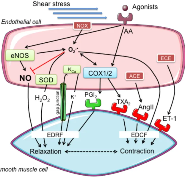 Figure 1. Proposed mechanisms of endothelium-derived relaxation and contraction in the 