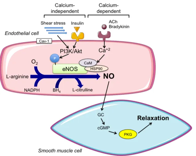 Figure 2. Calcium-dependent and –independent activation of eNOS to produce NO for 