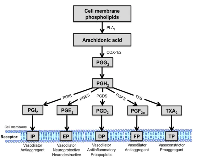 Figure  3.  A  schematic  representation  of  AA  metabolism.  AA  is  first  derived  from  cell 