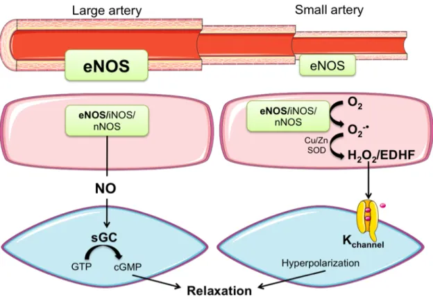Figure 5. EDRF heterogeneity in arteries of varying sizes. NO is the main contributor to 