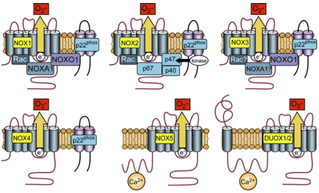 Figure  6.  Activation  of  Nox  isoforms.  Although  they  have  similar  structures  and 