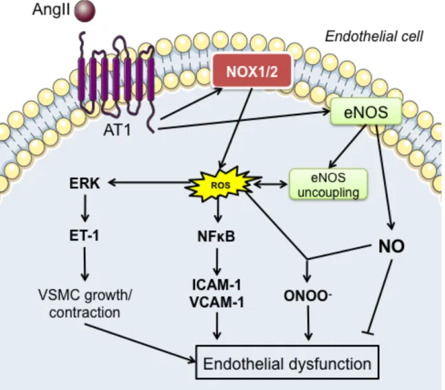 Figure 7. Proposed mechanisms by which angII stimulation of AT1R in the endothelium 