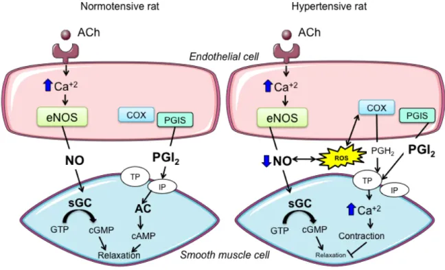 Figure  8.  ACh-induced  and  endothelium-dependent  effects  in  normotensive  and 