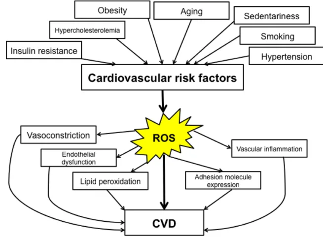 Figure 9. ROS is one of the links between cardiovascular risk factors and CVD. Obesity 