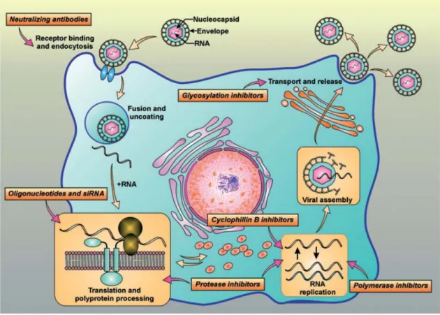 Figure 4 Hepatitis C virus (HCV) viral cycle and targets for drug development  The HCV lifecycle starts with virion attachment to its specific receptor