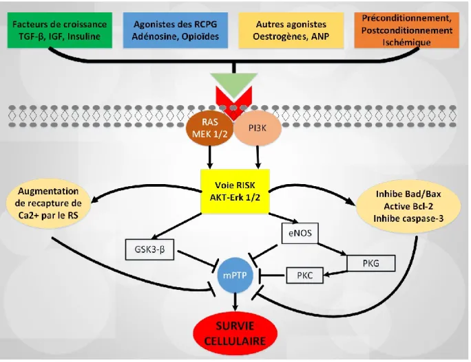 Figure 5 :  Voie  de  cardioprotection  Reperfusion  Injury  Salvage  Kinase  (RISK).  L’activation  de  la  voie  de  cardioprotection RISK médit la survie cellulaire via un mécanisme anti-apoptotique en inhibant l’ouverture du  pore mPTP