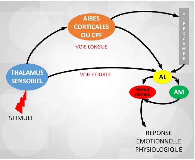 Figure  7 :  Schéma  des  deux  voies  impliquées  dans  la  réponse  émotionnelle  par  l’amygdale  L’information  émotionnelle  en  direction  de  l’amygdale  provient  soit  directement  du  thalamus  sensoriel,  qui  constitue  la  voie  thalamo-amygda