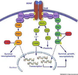 Figure 8 : Voies de signalisation impliquées dans la liaison de BDNF sur son récepteur TrkB