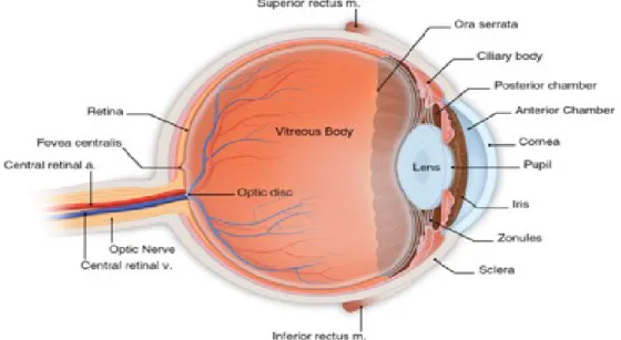 Figure 5. Anatomy of the eye  (from:  www.marineyes.com ) 
