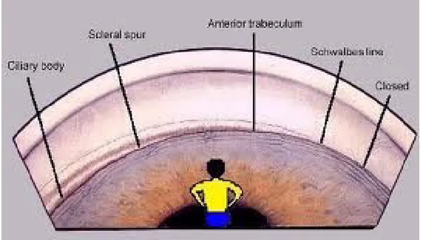 Figure 6. Anatomy of anterior chamber  (from:  www.academy.org.uk ) 