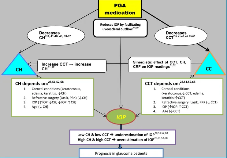 Figure 10: The action and interaction of PGA medication in the eye  PGA medications mechanism of action and interaction in the eye
