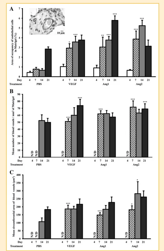 Fig. 2. Effect of VEGF and angiopoietins on angiogenesis in a time-dependent manner. PVA sponges soaked in growth factor depleted Matrigel containing PBS, VEGF, Ang1, or Ang2 (200 ng/200 ml) were removed from the animals at day 4, 7, 14, or 21