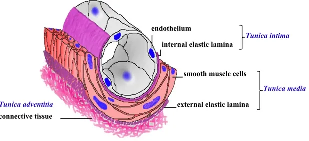 Figure 1: Anatomy of blood vessels. Blood vessels of the vascular network are comprised of 