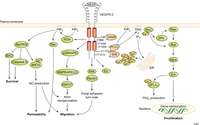 Figure 4: Schematic representation of the intracellular pathways activated through  VEGFR-2