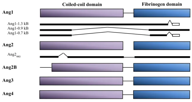 Figure 5: Schematic representation of angiopoietins and their isoforms. The angiopoietin 