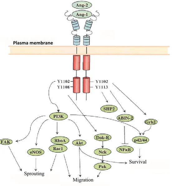 Figure 6: Schematic representation of the intracellular pathways activated through Tie2