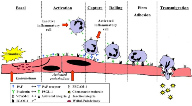 Figure 7: Steps in leukocyte infiltration. Upon stimulus by pro-inflammatory mediators, 
