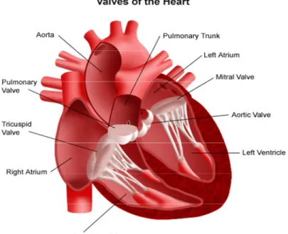 Figure 1: Schéma du cœur et des 4 valves intracardiaques. 