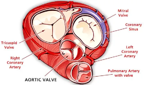 Figure 2: Relation anatomique entre la valve aortique et les autres valves cardiaques –  vision supérieure