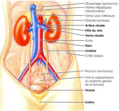 Figure 1 : Schéma représentant l’appareil urinaire chez l’humain adapté de (Marieb and  Lachaîne 1999)