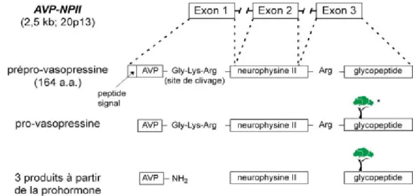 Figure 9 : Schéma représentatif de la synthèse de l’AVP. Synthèse de l’AVP à partir de  son gène AVP-NPII et les trois protéines obtenues suite au clivage du précurseur, l’AVP, la  neurophysine II et le glycopeptide; tiré de (Bichet 2005)