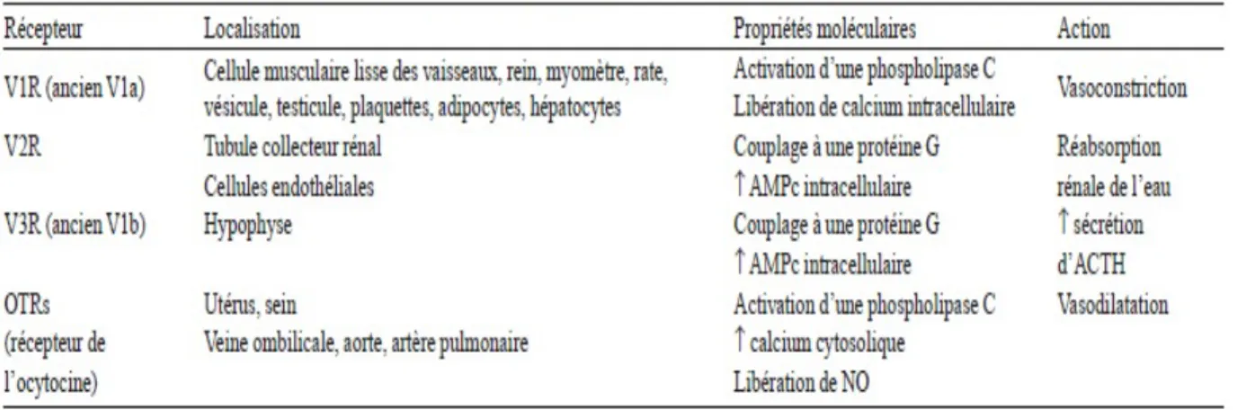 Tableau  I :  Tableau  récapitulatif  des  différents  récepteurs  à  la  vasopressine