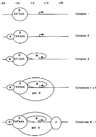 Figure 2 :  Localisation de la boîte TATA et le recrutement de l’ARN polymerase  II par les facteurs de transcription 