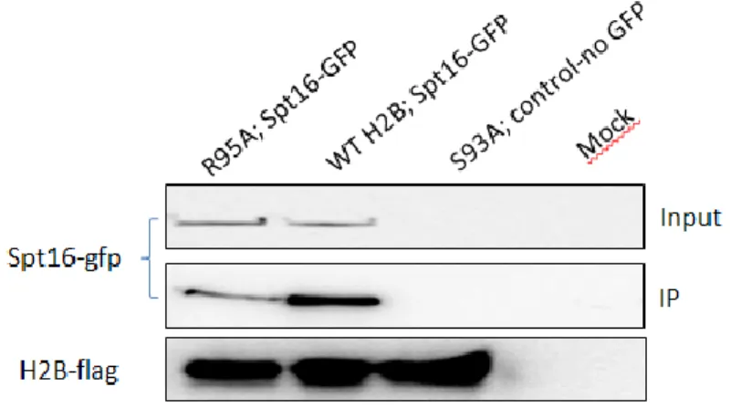 Figure 7 :  The H2B-R95A variant immunoprecipitates significantly less Spt16. 