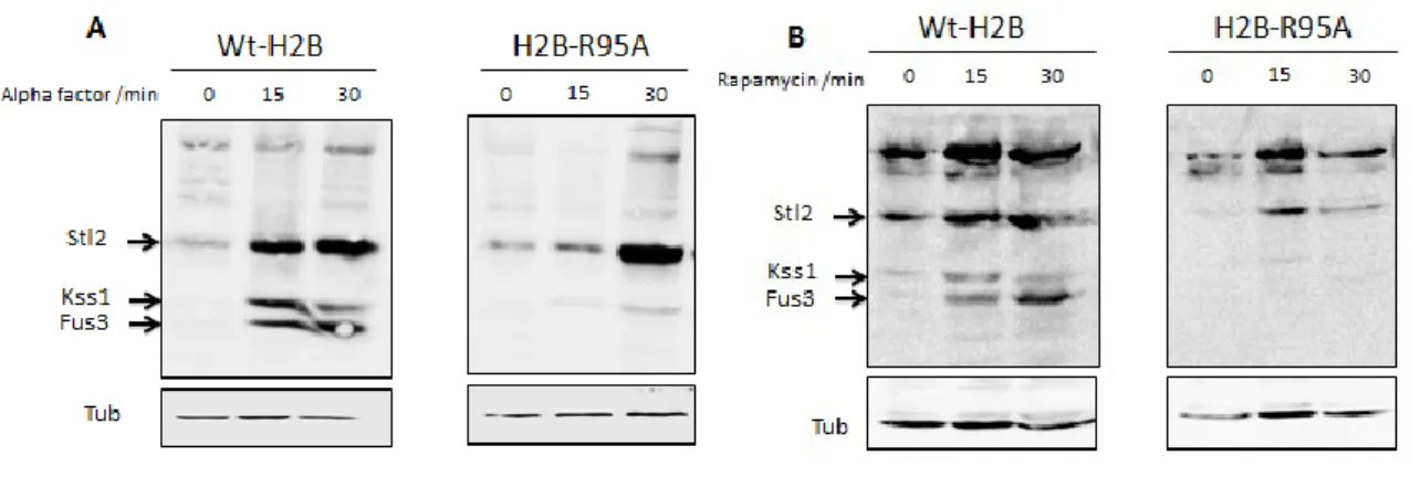 Figure 13 :  Rapamycin induces the degradation of Slt2 in the parent but not in the  mutant R95A 