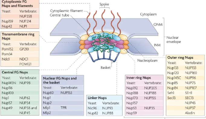 Figure  2.    La  structure  du  pore  nucléaire.  Chaque  pore  nucléaire  est  formé  de  protéines  appelées 