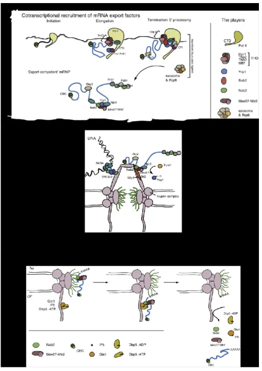 Figure  3.  La  formation  d’un  mRNP,  son  export  et  les  protéines  impliquées.  (A)  L’assemblage  et  la 