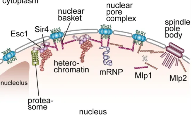 Figure 4. Les Mlps forment le panier nucléaire. Mlp1p et Mlp2p forment le panier nucléaire qui est un point 