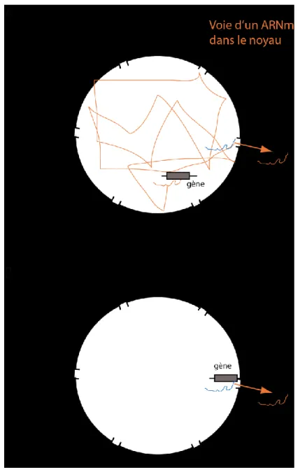 Figure  5.  Différents  modèles  pour  l’export  de  l’ARNm.  (A)  Illustration  montrant  une  voie  possible  d’un 