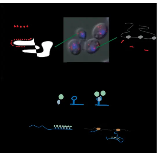 Figure  6.  Détecter  des  ARN  dans  une  seule  cellule.  (A)  La  technique  single  molecule  fluorescence  in  situ 