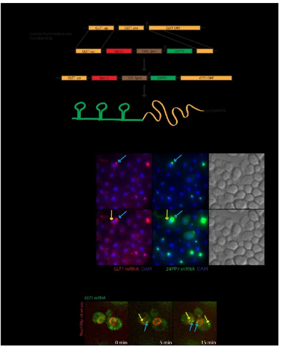Figure  7:  The  GLT1  reporter  construct.  (A)  To  create  an  inducible  fluorescent  RNA,  24PP7  repeats  were 